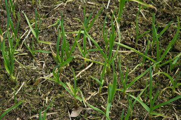 Vegetable beds with garlic