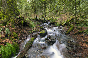 Pacific North West Landscapes Mountains and Forest