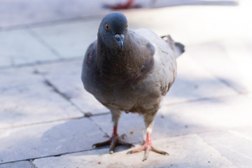 Pigeon