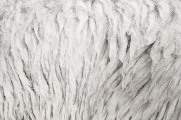 White sheep wool texture background