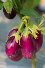 Eggplants growing in an organic farm, Chiang Mai, Thailand