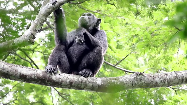 A WILD Endangered Chimpanzee (Pan troglodytes), also known as the Robust Chimpanzee, High Up in the Tree Canopy of the Kigale Forest, Uganda, Africa. Chimp Sits Awhile and then Walks Off.