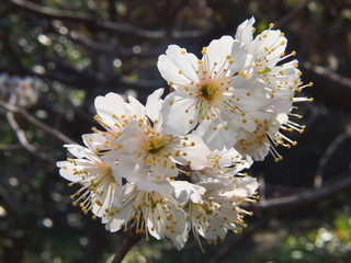 サクランボの花（カラミザクラ）/果実は商品名でサクランボと呼ばれる。正式な農産物としての名称はオウトウ。和名は唐実桜（カラミザクラ）。花の4要素を全て明確に撮る。