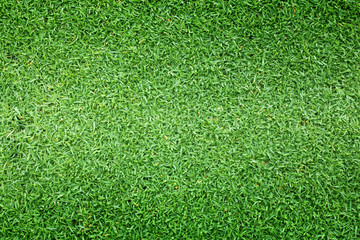 Obraz premium grass background Golf Courses green lawn