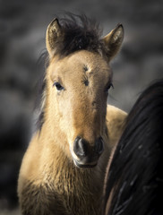 Fototapeta premium Nevada Wild Mustang
