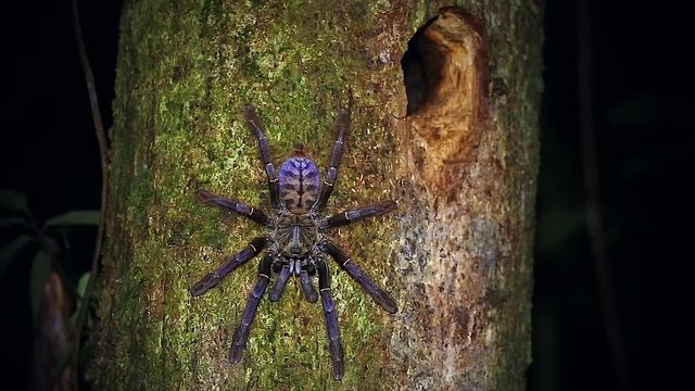 A HUGE Malaysian Earth Tiger Tarantula retreats to her tree burrow in the jungles of Borneo. Similar to Cyriopagopus thorelli, this unidentified species is beautifully colored in pink, purple & blue.