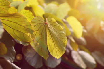 Green leaves of plant with sun glare warm summer effect