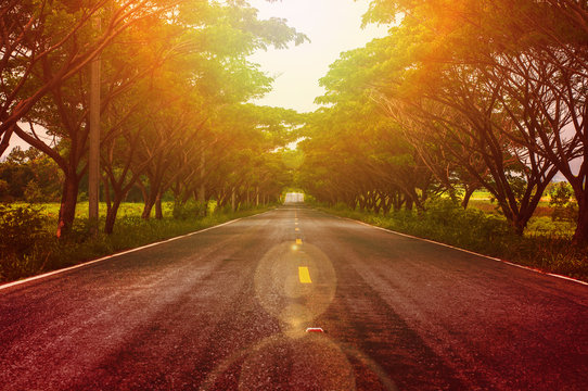 Way To Forward. Asphalt Road Way Between Forest With Sun Glare Effect And Warm Color Effect