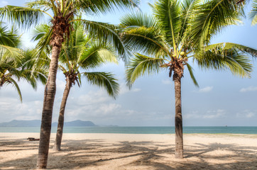 Green coconut palms on the beach