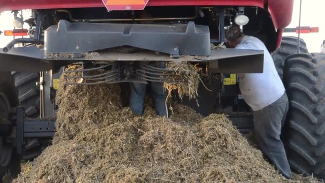 Farm workers clear chaff from a plugged combine