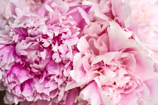 Bouquet of delicate pink peonies.