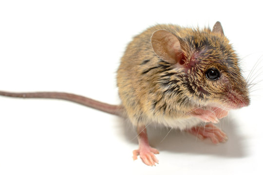 house mouse (Mus musculus) on white background