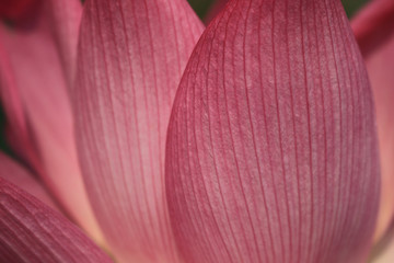 closeup pink lotus flower