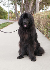 Extra large black newfoundland dog tethered to leash sits on sidewalk