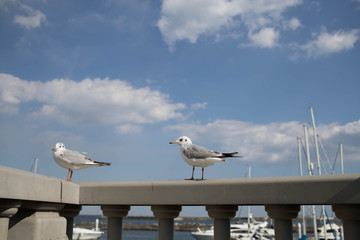 空とカモメ