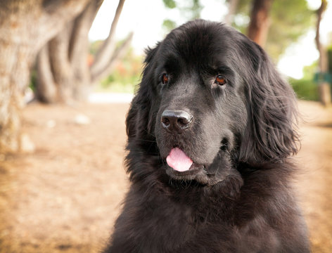 extra large newfoundland dog sitting in park with trees