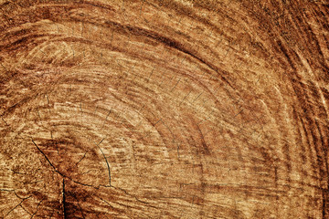 Naklejka premium tree bark wood texture background