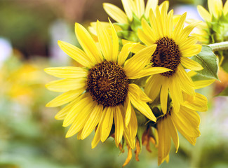 Few yellow sunflowers background