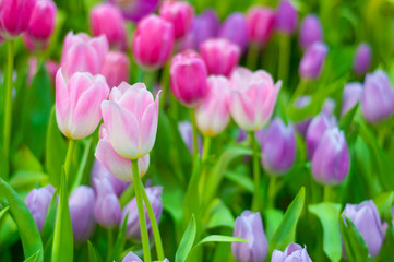 Close up to nice pink Tulip flowers. Fresh spring floral background