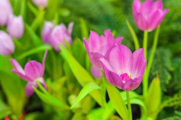 Blooming pink Tulip flowers
