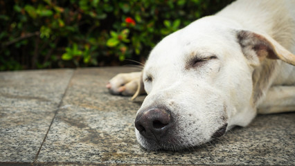 The dog is sleeping on cement background, The dog is sleeping on floor