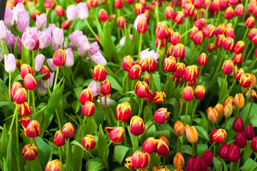 Pink and red Tulip flowers field background