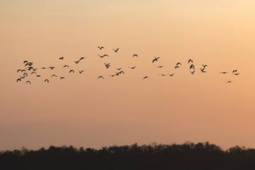 silhouettes of birds flying with sunset sky go home