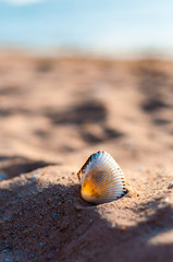 Sand beach with seashell