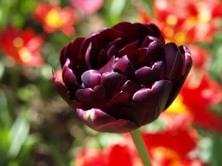 Poster de jardin Tulipe Dark purple tulip black hero flower head with red background