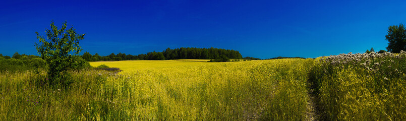 Summer meadow and sky