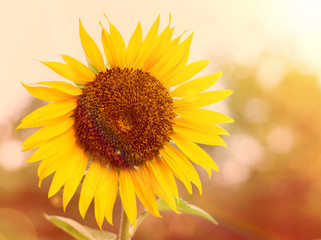 One sunflower under sunset with sun glare effect