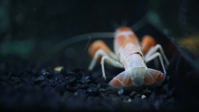 Close up of crayfish  in fish tank