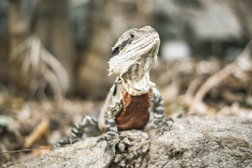 Water Dragon outside during the day in the late afternoon