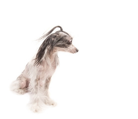 Astonished Chinese Crested dog 