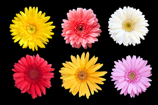 Fototapeta set of colorful seasonal blooms on black background