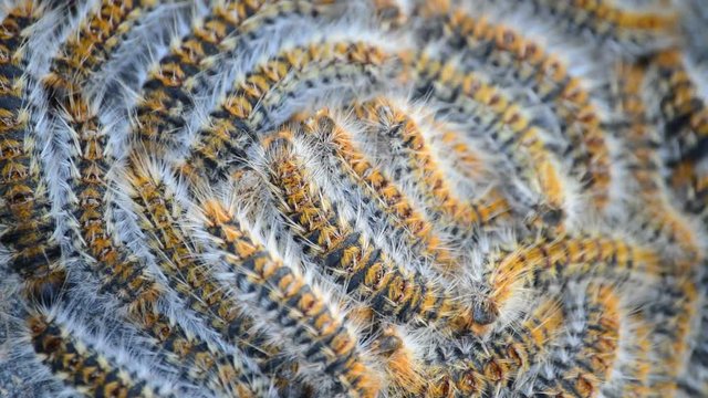 Caterpillars processionary of pines tree moving, Thaumetopoea pityocampa