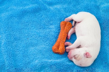 Newborn puppy sleeps with Bone on blue fabric