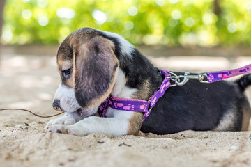 Small dog, beagle puppy playing on beach of tropical island Bali, Indonesia.