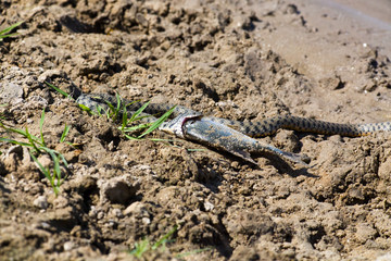 Snake eating a fish in the Volga Delta, Astrakhan, Russia