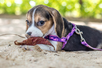 Small dog, beagle puppy playing on beach of tropical island Bali, Indonesia.