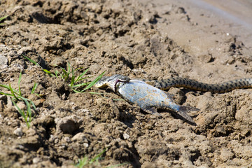 Snake eating a fish in the Volga Delta, Astrakhan, Russia