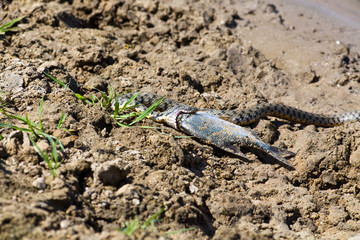 Snake eating a fish in the Volga Delta, Astrakhan, Russia