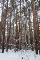 Fototapeta premium Winter forest in Russia