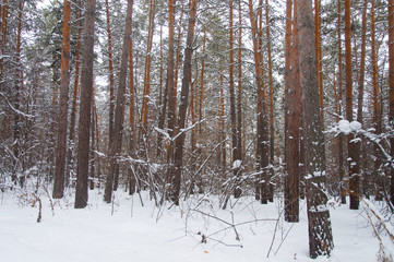 Winter forest in Russia