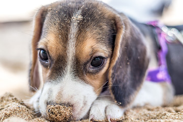 Small dog, beagle puppy playing on beach of tropical island Bali, Indonesia.