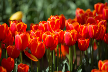 Obraz premium Tulip Desktop2