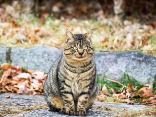 座った猫