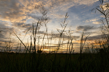 Silhouette grass under Evening sky with nimbus cloud at sunset and twilight time.