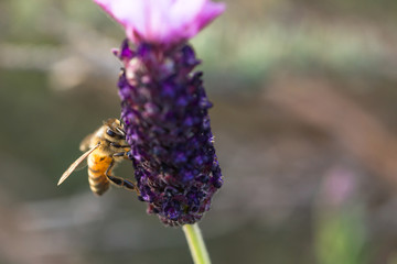 Honey bee on a lavender flower.
