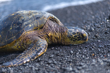 Obraz premium Green Sea Turtle Hawaii USA